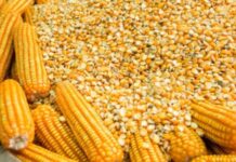 Perú registró mayor volumen importado de maíz amarillo duro en 2025 Perú registró mayor volumen importado de maíz amarillo duro en 2025