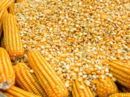 Perú registró mayor volumen importado de maíz amarillo duro en el 2025 Perú registró mayor volumen importado de maíz amarillo duro en 2025