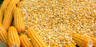 Perú registró mayor volumen importado de maíz amarillo duro en el 2025 Perú registró mayor volumen importado de maíz amarillo duro en 2025