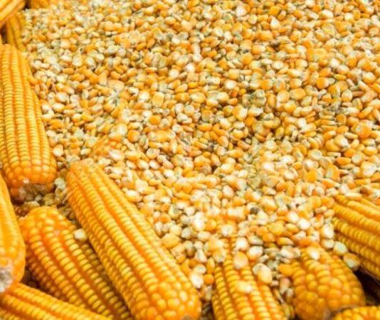 Perú registró mayor volumen importado de maíz amarillo duro en el 2025 Perú registró mayor volumen importado de maíz amarillo duro en 2025