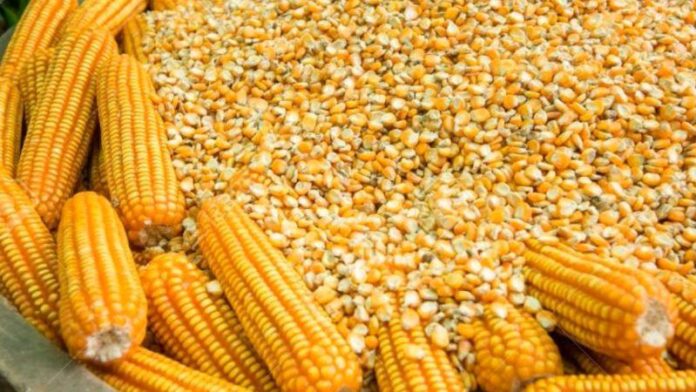 Perú registró mayor volumen importado de maíz amarillo duro en 2025