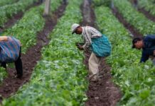 Midagri lanza calendario de cosecha para mejorar la planificación comercial agrícola Midagri lanza calendario de cosecha para mejorar la planificación comercial agrícola