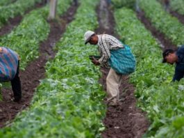 Midagri lanza calendario de cosecha para mejorar la planificación comercial agrícola Midagri lanza calendario de cosecha para mejorar la planificación comercial agrícola
