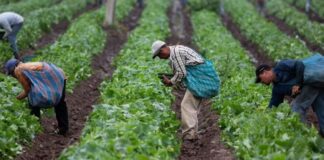 Midagri lanza calendario de cosecha para mejorar la planificación comercial agrícola Midagri lanza calendario de cosecha para mejorar la planificación comercial agrícola