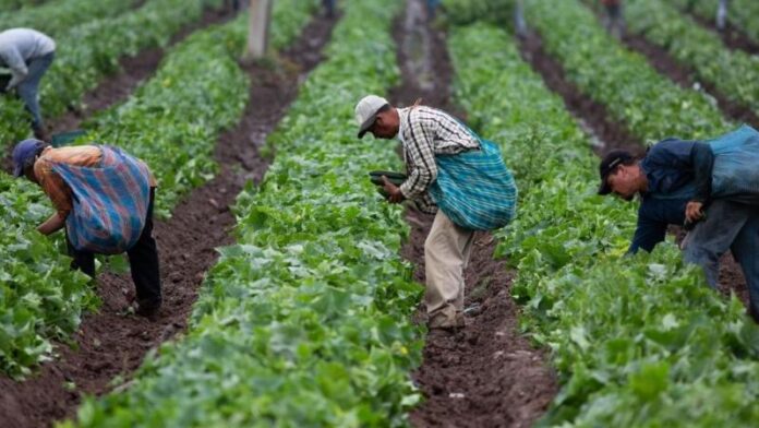 Midagri lanza calendario de cosecha para mejorar la planificación comercial agrícola