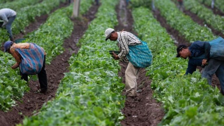 Midagri lanza calendario de cosecha para mejorar la planificación comercial agrícola