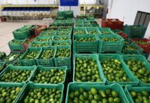 Exportaciones de limón peruano avanzan hacia un nuevo récord para este 2025 Exportaciones de limón peruano avanzan hacia un nuevo récord para este 2025