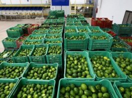 Exportaciones de limón peruano avanzan hacia un nuevo récord para este 2025 Exportaciones de limón peruano avanzan hacia un nuevo récord para este 2025