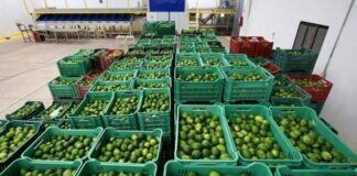 Exportaciones de limón peruano avanzan hacia un nuevo récord para este 2025 Exportaciones de limón peruano avanzan hacia un nuevo récord para este 2025