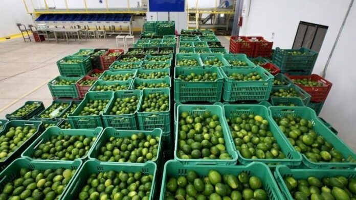 Exportaciones de limón peruano avanzan hacia un nuevo récord para este 2025