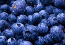 Perú es consolidado como líder mundial en la producción y exportación de arándanos Perú es consolidado como líder mundial en la producción y exportación de arándanos