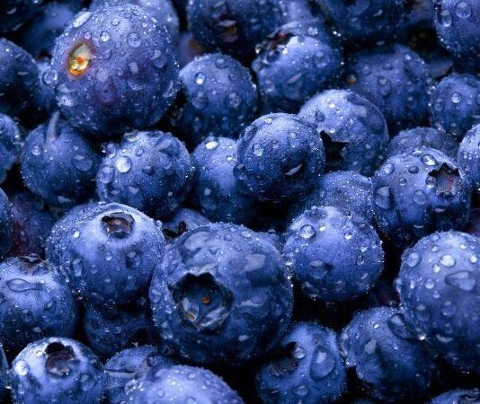 Perú es consolidado como líder mundial en la producción y exportación de arándanos Perú es consolidado como líder mundial en la producción y exportación de arándanos