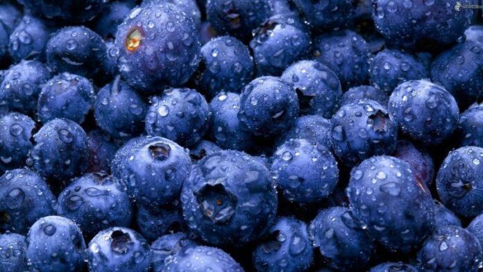 Perú es consolidado como líder mundial en la producción y exportación de arándanos