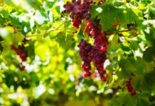 Productos agrícolas peruanos logran incremento en mercados internacionales Productos agrícolas peruanos logran incremento en mercados internacionales