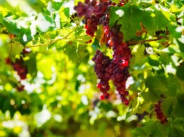 Productos agrícolas peruanos logran incremento en mercados internacionales Productos agrícolas peruanos logran incremento en mercados internacionales