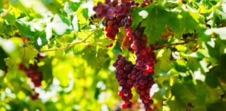 Productos agrícolas peruanos logran incremento en mercados internacionales Productos agrícolas peruanos logran incremento en mercados internacionales