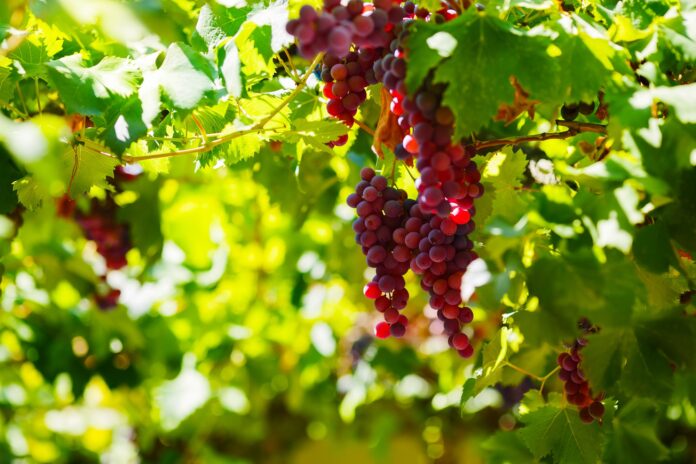 Productos agrícolas peruanos logran incremento en mercados internacionales Productos agrícolas peruanos logran incremento en mercados internacionales