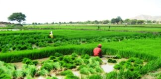 INEI: Producción de arroz cáscara en Piura creció 44,4% en noviembre de 2025 INEI: Producción de arroz en Piura creció 44,4% en noviembre de 2025