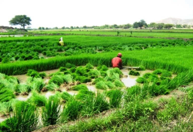 INEI: Producción de arroz en Piura creció 44,4% en noviembre de 2025