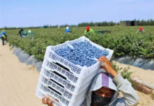 Exportaciones de arándano peruano superan los USD 2,200 millones en 2025 Exportaciones de arándano peruano superan los USD 2,200 millones en 2025