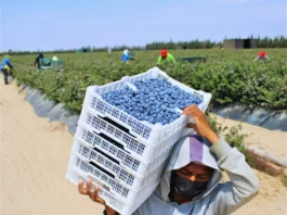 Exportaciones de arándano peruano superan los USD 2,200 millones en 2025 Exportaciones de arándano peruano superan los USD 2,200 millones en 2025