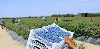 Exportaciones de arándano peruano superan los USD 2,200 millones en 2025 Exportaciones de arándano peruano superan los USD 2,200 millones en 2025