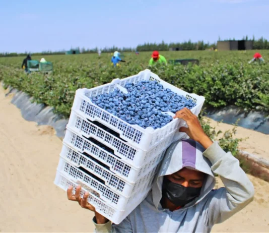 Exportaciones de arándano peruano superan los USD 2,200 millones en 2025 Exportaciones de arándano peruano superan los USD 2,200 millones en 2025