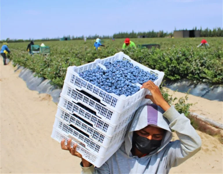Exportaciones de arándano peruano superan los USD 2,200 millones en 2025