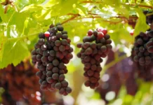 Uva de mesa peruana proyecta exportaciones récord en la campaña 2025/26 Uva de mesa peruana proyecta exportaciones récord en la campaña 2025/26