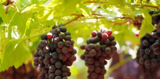 Uva de mesa peruana proyecta exportaciones récord en la campaña 2025/26 Uva de mesa peruana proyecta exportaciones récord en la campaña 2025/26