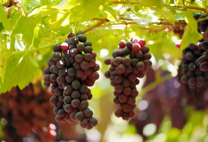 Uva de mesa peruana proyecta exportaciones récord en la campaña 2025/26