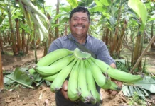 Banano peruano amplía mercados internacionales con ingreso a Argentina Banano peruano amplía mercados internacionales con ingreso a Argentina