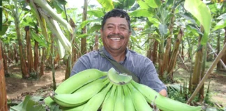 Banano peruano amplía mercados internacionales con ingreso a Argentina Banano peruano amplía mercados internacionales con ingreso a Argentina