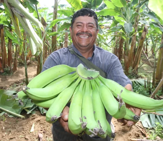 Banano peruano amplía mercados internacionales con ingreso a Argentina Banano peruano amplía mercados internacionales con ingreso a Argentina