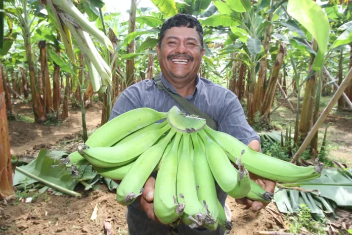 Banano peruano amplía mercados internacionales con ingreso a Argentina