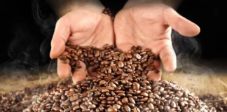 Exportaciones de café peruano alcanzarían récord histórico en 2025 Exportaciones de café peruano alcanzarían récord histórico en 2025