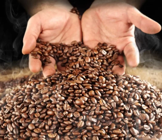 Exportaciones de café peruano alcanzarían récord histórico en 2025 Exportaciones de café peruano alcanzarían récord histórico en 2025