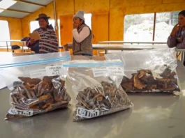 Hongos comestibles generan ingresos para mujeres rurales de Huancayo Hongos comestibles generan ingresos para mujeres rurales de Huancayo