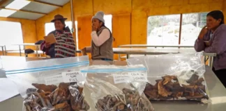 Hongos comestibles generan ingresos para mujeres rurales de Huancayo Hongos comestibles generan ingresos para mujeres rurales de Huancayo