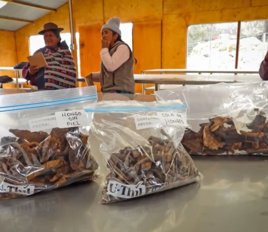 Hongos comestibles generan ingresos para mujeres rurales de Huancayo Hongos comestibles generan ingresos para mujeres rurales de Huancayo