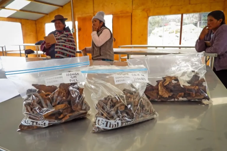 Hongos comestibles generan ingresos para mujeres rurales de Huancayo