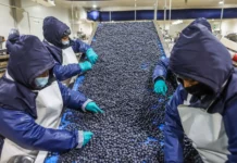 Perú busca abrir 16 nuevos mercados para sus productos agroexportadores en 2026 Perú busca abrir 16 nuevos mercados para sus productos agroexportadores en 2026