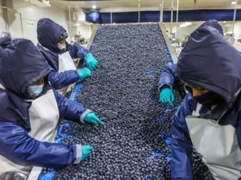 Perú busca abrir 16 nuevos mercados para sus productos agroexportadores en 2026 Perú busca abrir 16 nuevos mercados para sus productos agroexportadores en 2026