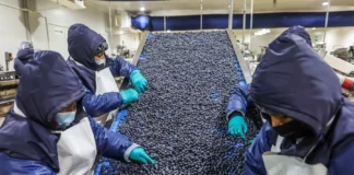 Perú busca abrir 16 nuevos mercados para sus productos agroexportadores en 2026 Perú busca abrir 16 nuevos mercados para sus productos agroexportadores en 2026