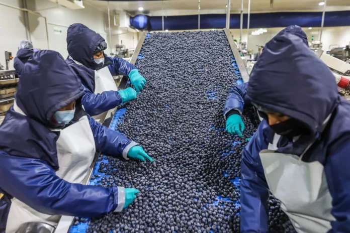 Perú busca abrir 16 nuevos mercados para sus productos agroexportadores en 2026 Perú busca abrir 16 nuevos mercados para sus productos agroexportadores en 2026