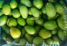 Productores de Lambayeque comercializaron 950 toneladas de palta Hass Productores de Lambayeque comercializaron 950 toneladas de palta Hass