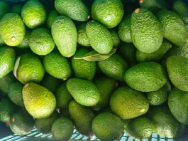 Productores de Lambayeque comercializaron 950 toneladas de palta Hass Productores de Lambayeque comercializaron 950 toneladas de palta Hass