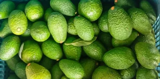 Productores de Lambayeque comercializaron 950 toneladas de palta Hass Productores de Lambayeque comercializaron 950 toneladas de palta Hass