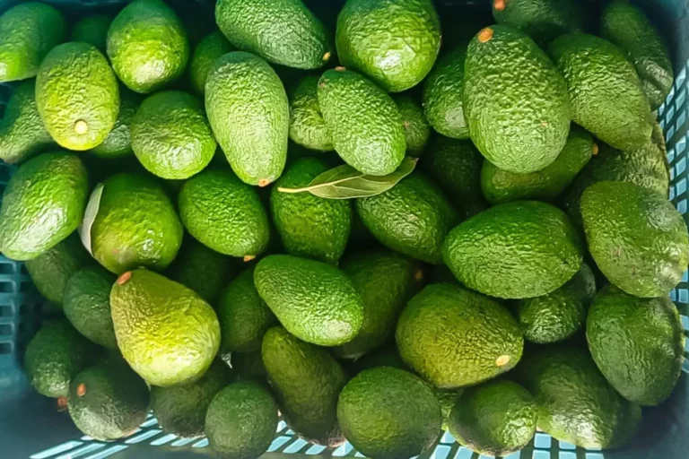 Productores de Lambayeque comercializaron 950 toneladas de palta Hass