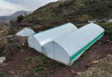 Cusco refuerza la protección de la producción agropecuaria ante lluvias, heladas y granizo Cusco refuerza la protección de la producción agropecuaria ante lluvias, heladas y granizo